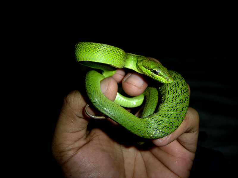 Pepito