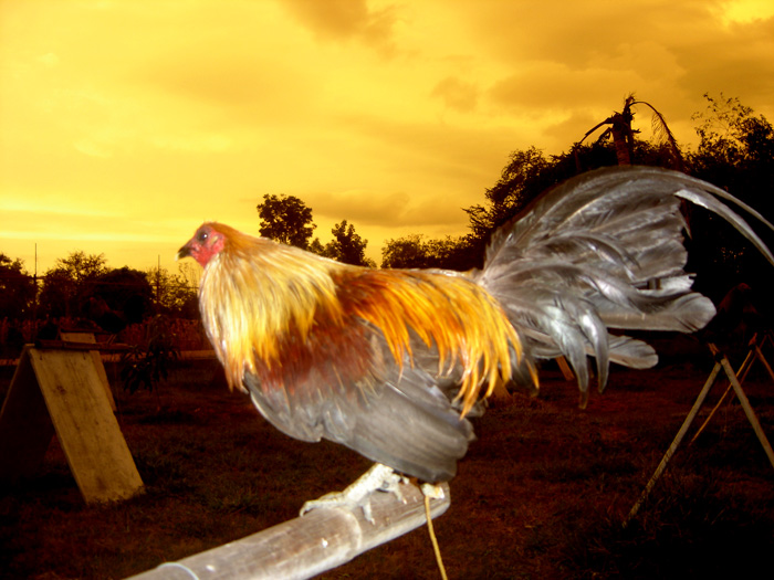CHICKEN