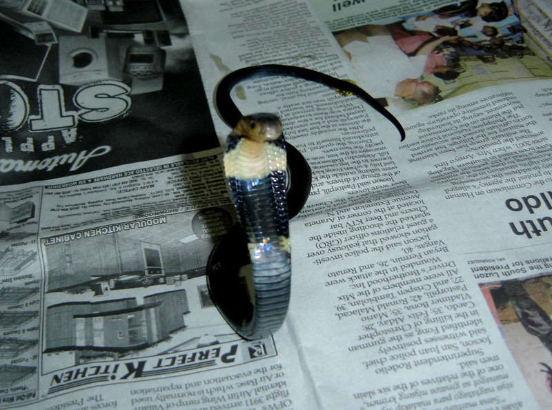 BLACK SPITTING COBRA