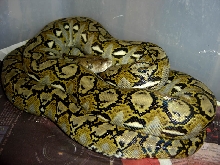 BUYOYONG