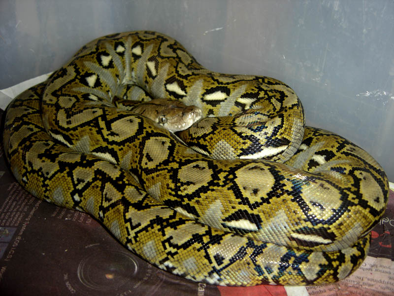 BUYOYONG