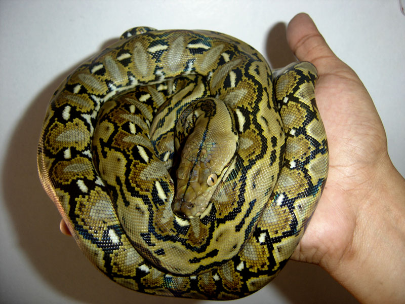 tokwa