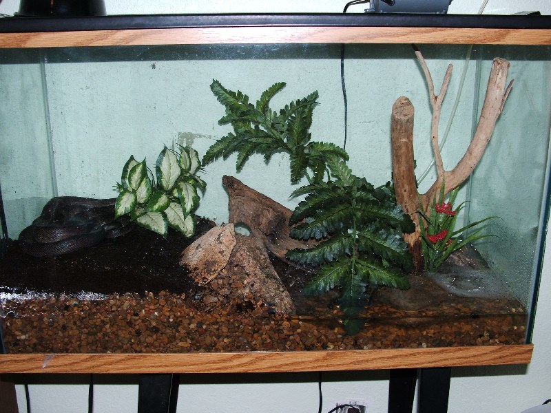 Macklot Setup