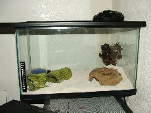 New Rosy Cage