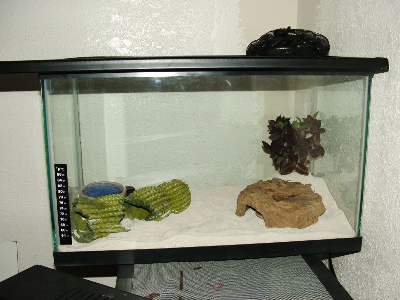 New Rosy Cage