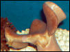Saltwater - Austin Aquariums