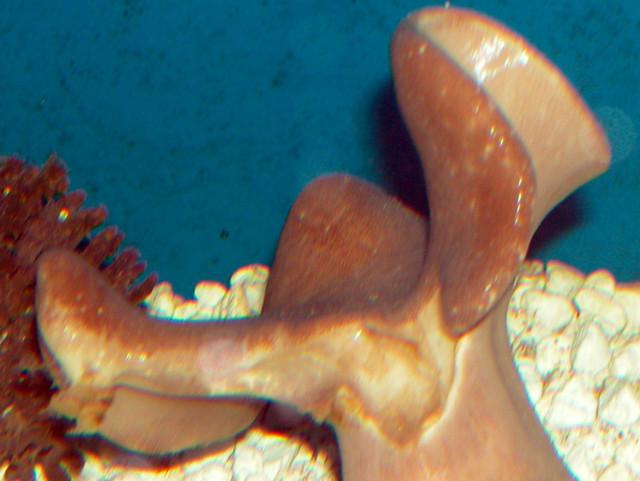 Saltwater - Austin Aquariums