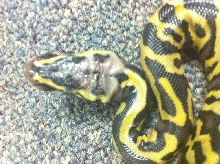 head.pastel.leopard.het.pied