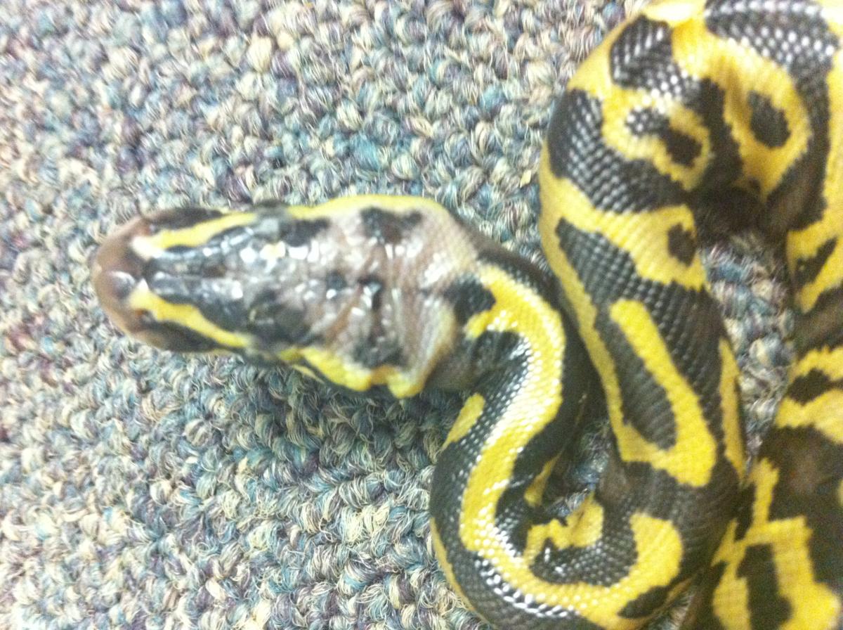 head.pastel.leopard.het.pied