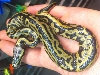 leopard.pastel.het.pied
