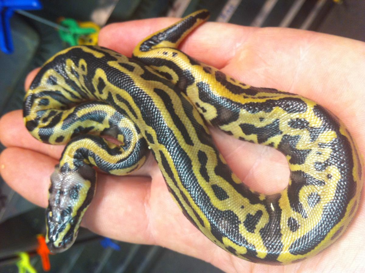 leopard.pastel.het.pied