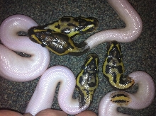 Three Pastel Leopard Pieds