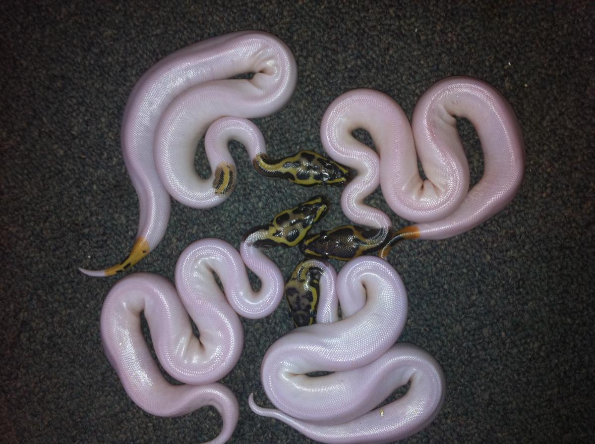 Group of Pastel Leopard Pieds and one normal pied
