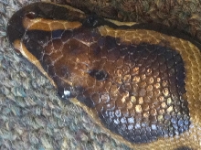 leopard pied sire closeup of head