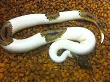 leopard pied sire view of body