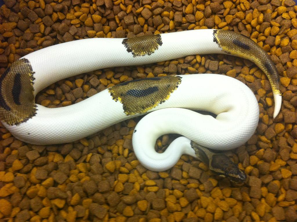 leopard pied sire view of body