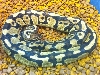 pastel het pied view of body