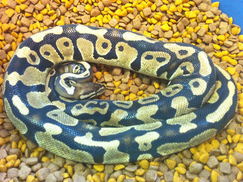 pastel het pied view of body