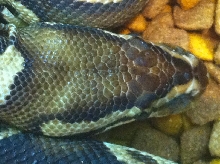 pastel het pied view of head