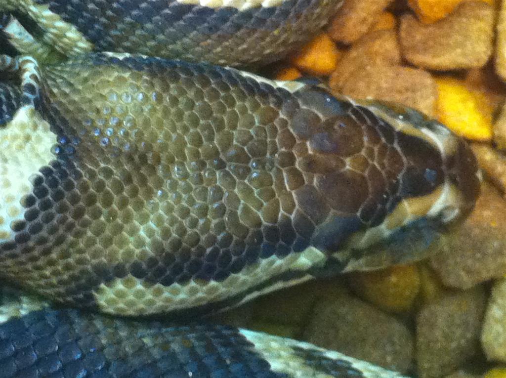 pastel het pied view of head