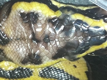 pastel leopard het pied view of head