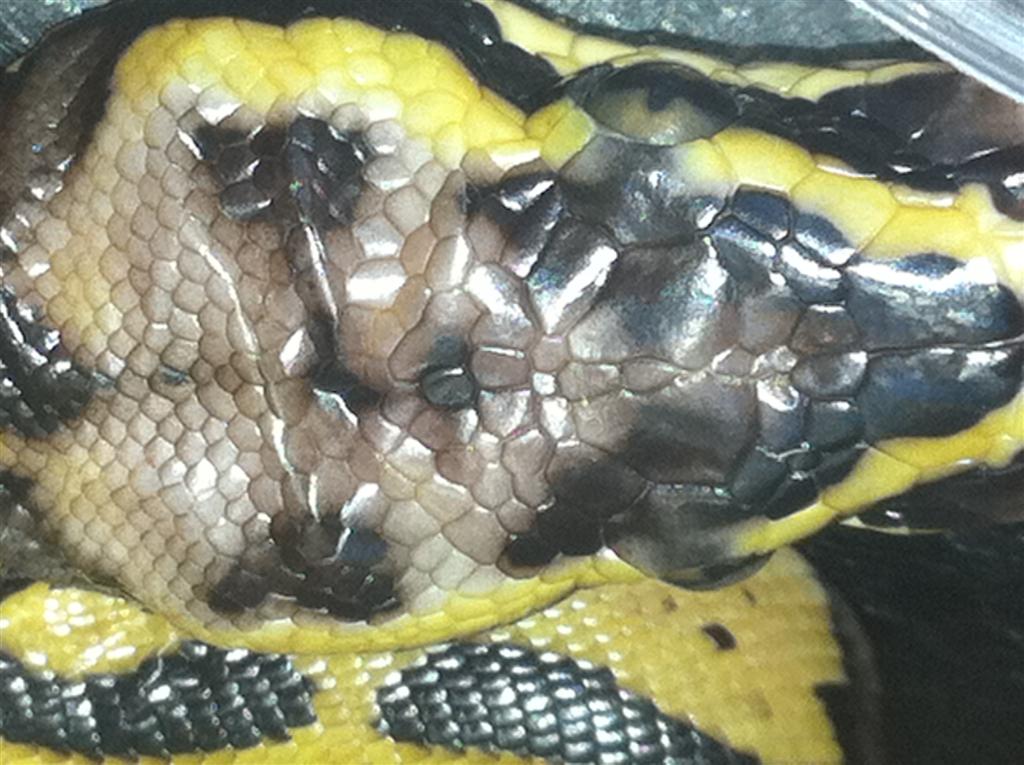 pastel leopard het pied view of head