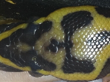 pastel leopard pied view of head