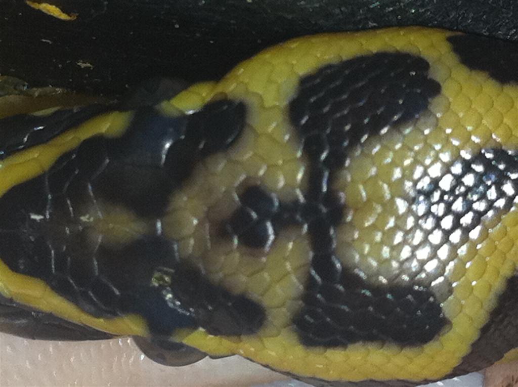 pastel leopard pied view of head