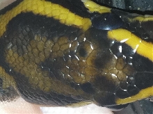pied sibling to pastel leopard pied (possible leopard)