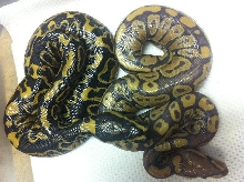 kids from pastel x yellowbelly