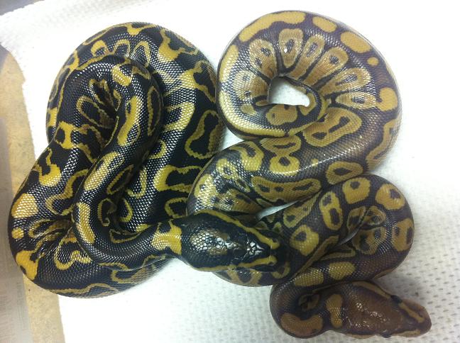 kids from pastel x yellowbelly