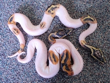 pied.and.pastel.pied.001