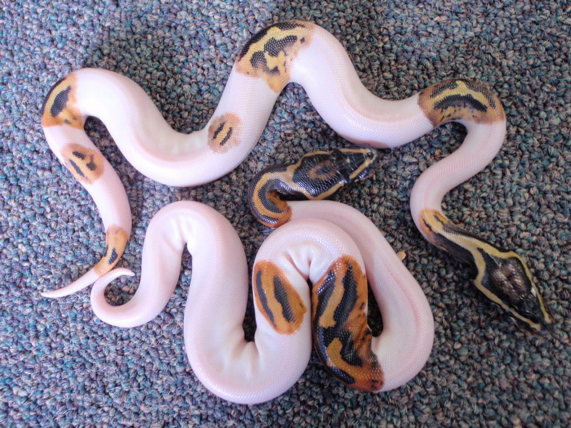 pied.and.pastel.pied.001