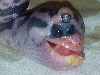 WARNING/Birth Defect