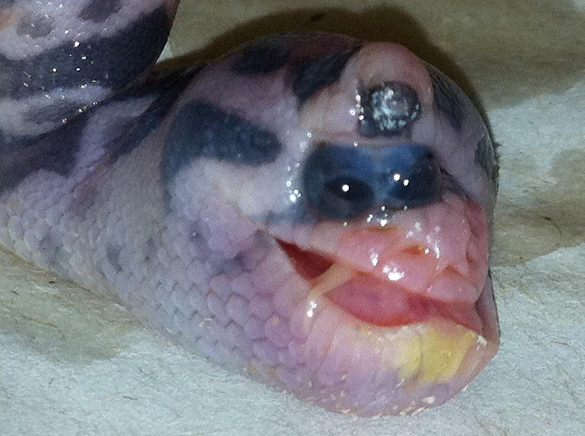 WARNING/Birth Defect