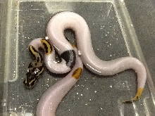 Leopard pastel pied - Paradox?