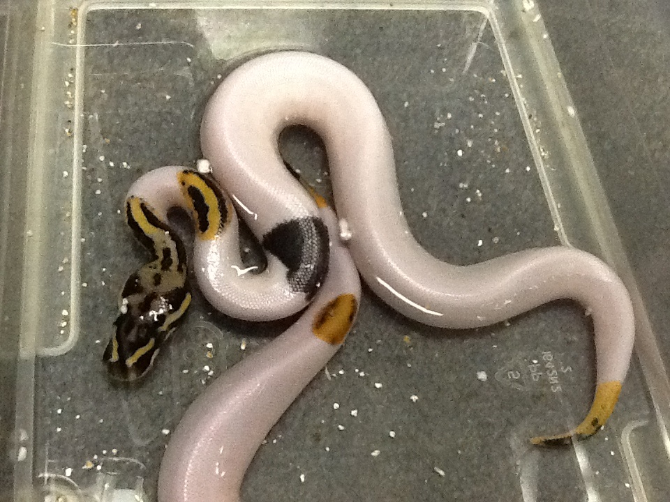 Leopard pastel pied - Paradox?