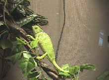 Graceful chameleon 1