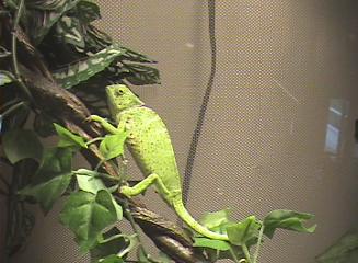 Graceful chameleon 1