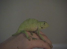 Graceful chameleon 2