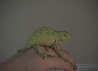 Graceful chameleon 2