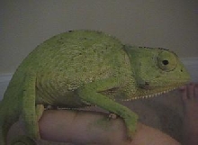 Graceful chameleon 3