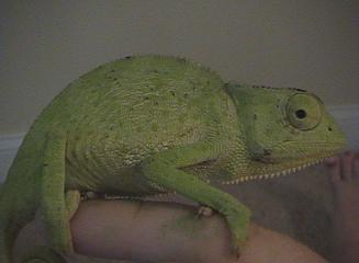 Graceful chameleon 3