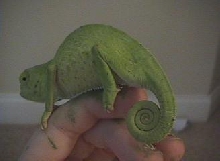 Graceful chameleon 4
