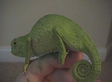 Graceful chameleon back