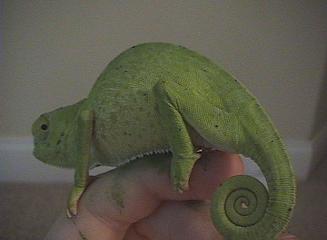 Graceful chameleon back
