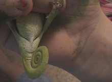 Graceful chameleon vent 1