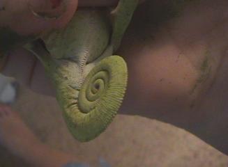 Graceful chameleon vent 2