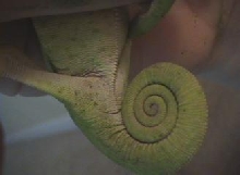Graceful chameleon vent 3
