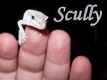 scully